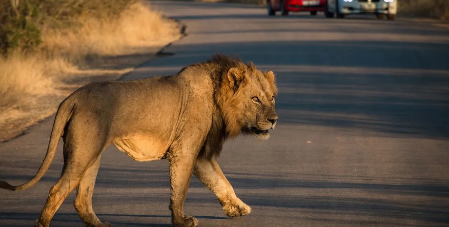 африка, животные в африке, дороги в африке