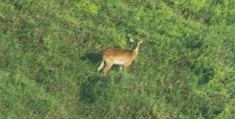 антилопа упемба личи