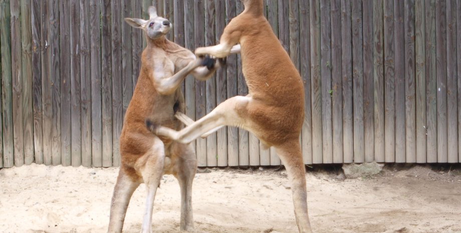 Бій кенругу, кенругу напад