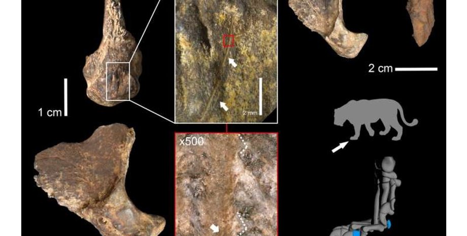 неандертальці, лев, полювання, скелет, рештки, кістка, знахідка, печера, хижак, зброя, ребра, дослідження, шкіра, поріз, тварина, вчені