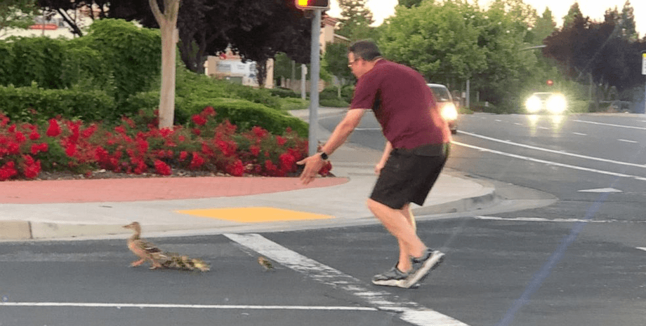 Перевел уток через дорогу, утки, дорога, оживленная улица, авария, ДТП, полиция, мужчина