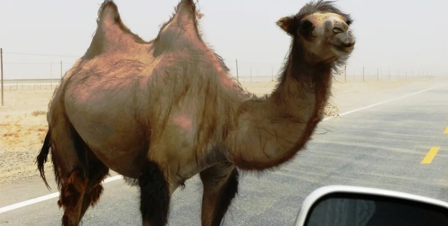 кимбрийский верблюд дикий кимбрийский верблюд