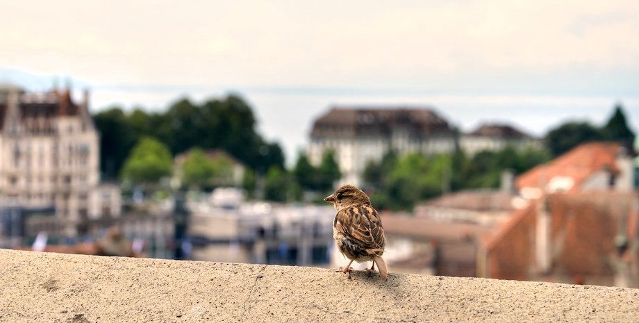 воробьи, певчие воробьи, воробьи в городе