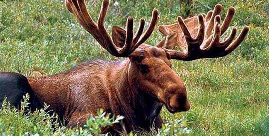 Фото: Остап Семерак