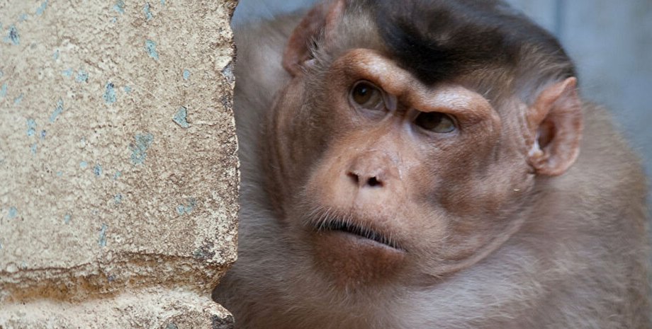 обезьяна, кража, деньги