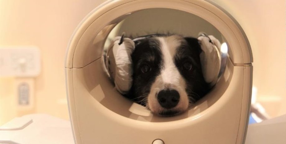 Собака, питомец, Венгрия, ученые, исследование