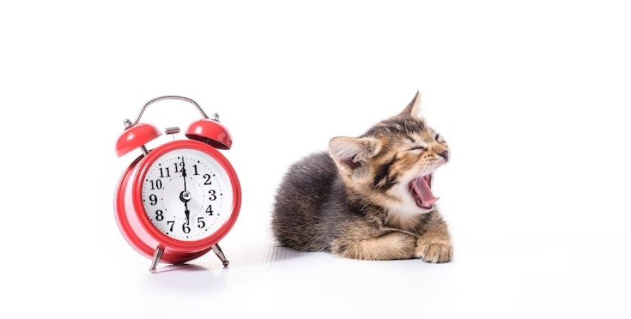 кошки, время, будильник