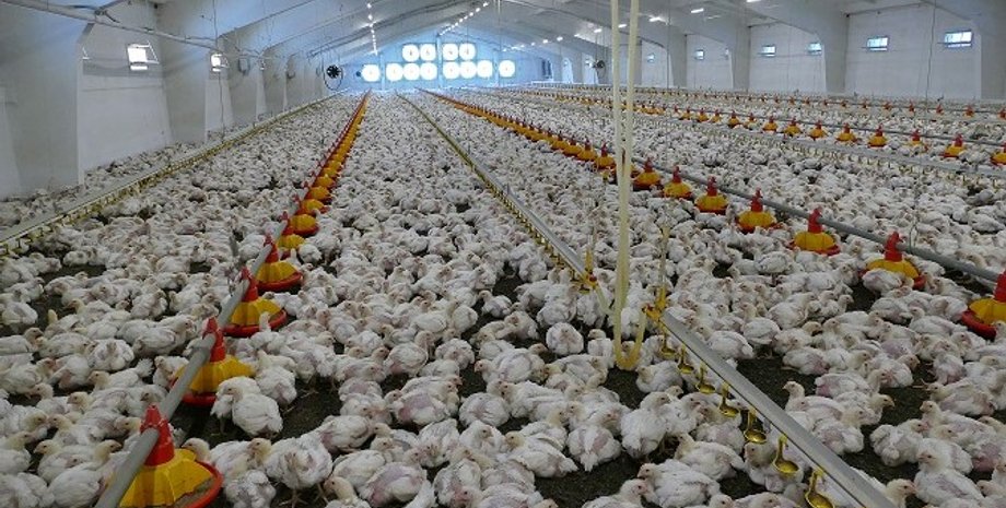 Фото: agroexpert.ua