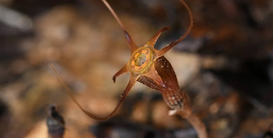 рослина, рослина новий вид