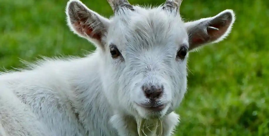 В Мексике карликовых коз съели на рождество