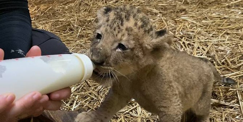 львенок, симба, сингапур