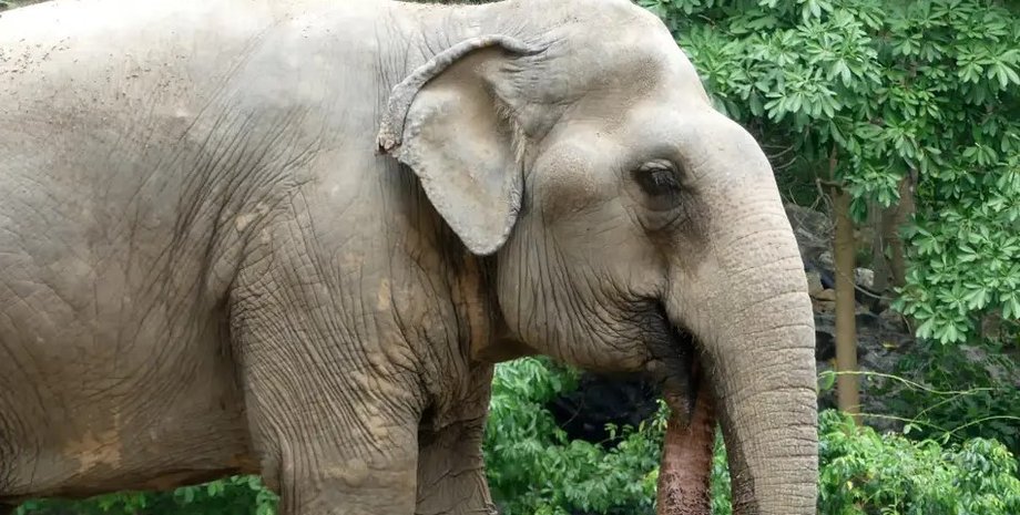 слон, слон їсть