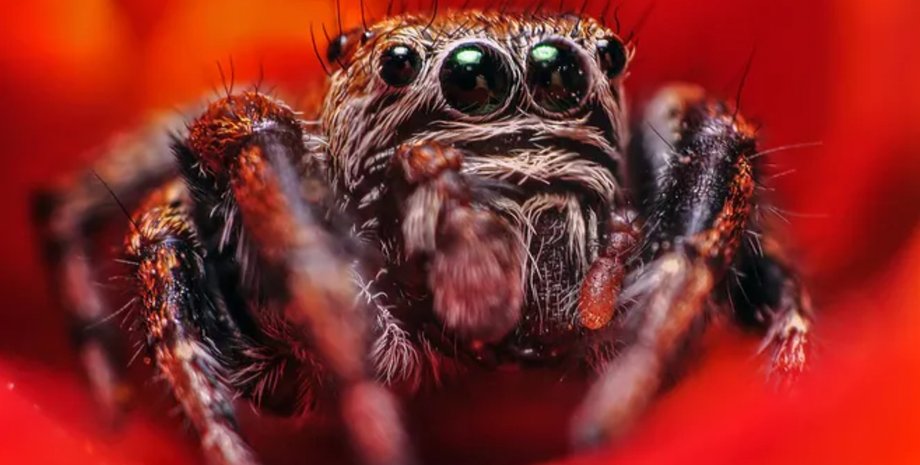 паук-вампир, паук-скакун, пауки