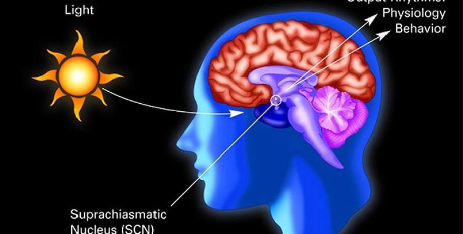 мозг человека, мозг, мозг и дневной свет
