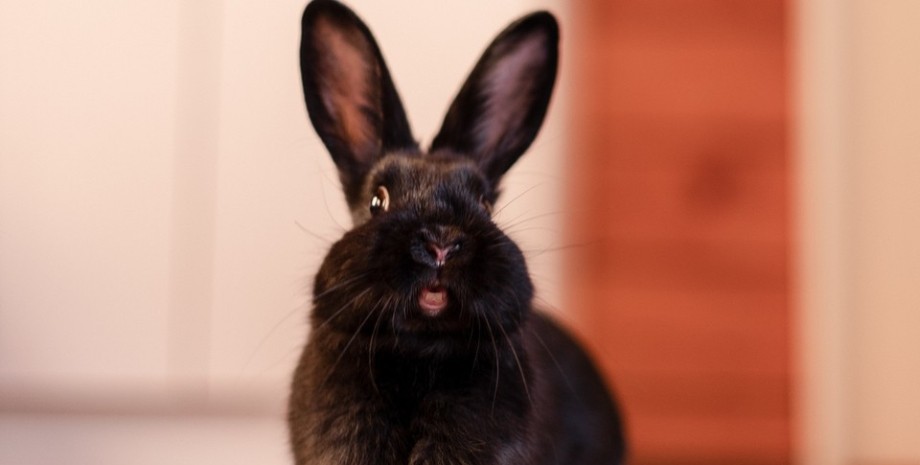 Кролик Кролик, чорний кролик, злий кролик, тварина, напав на людей, кролик напав на людей,