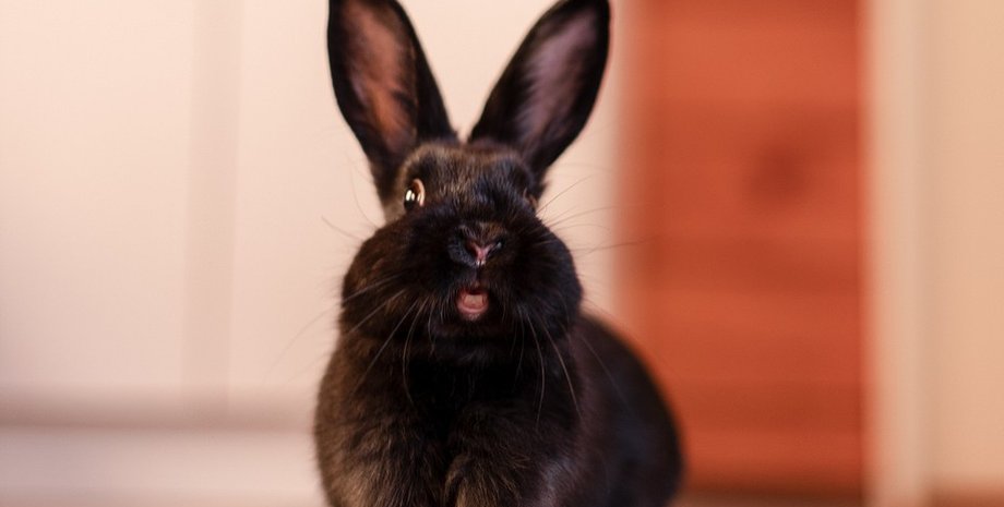 Кролик, чорний кролик, злий кролик, тварина, напав на людей, кролик напав на людей,