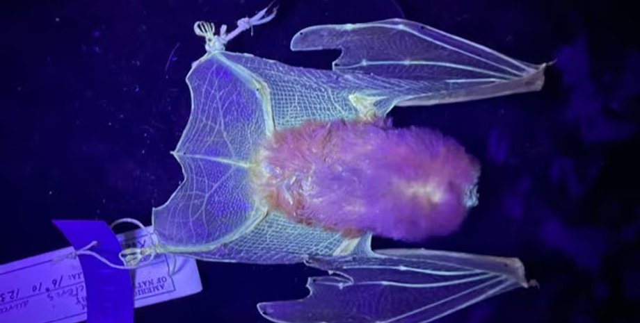 ультрафіолет, кажан, кажан ультрафіолет, кажан ультрафіолет