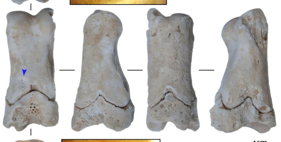 в Египте археологи обнаружили свисток из коровьей кости