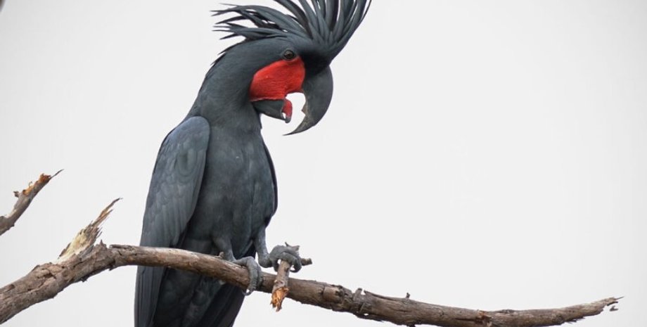 какаду, брачный танец какаду