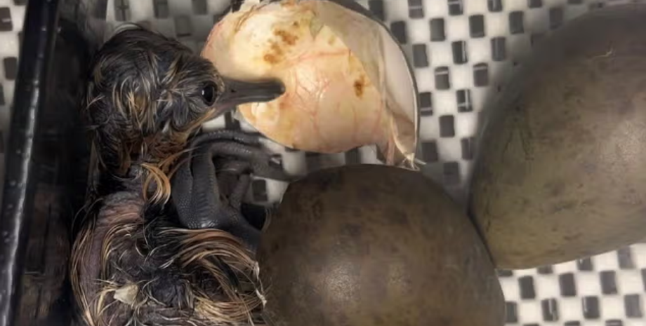 Пташеня чорнохвостого боривітра, рідкісний вид птахів, Велика Британія, захист дикої природи, курйози, фото