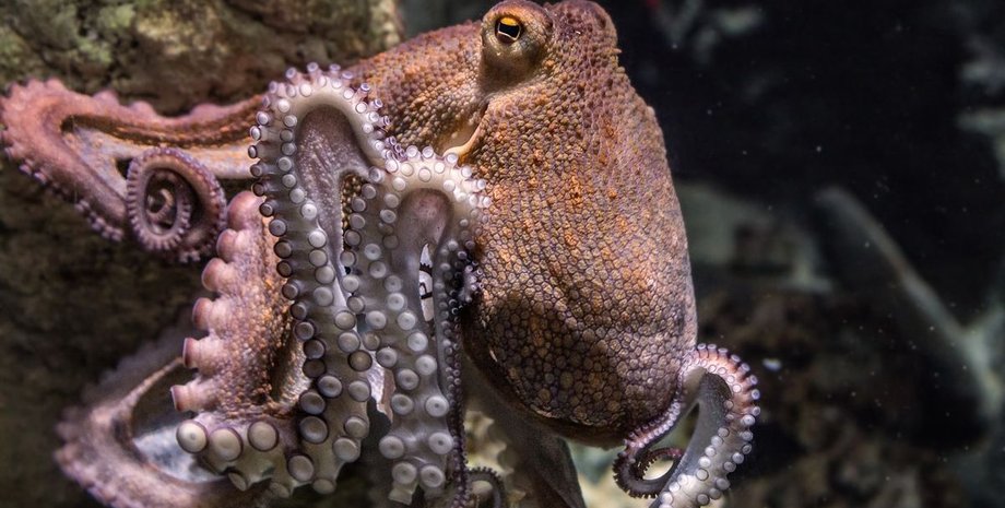 Австралия, океан, осьминог, моллюск,