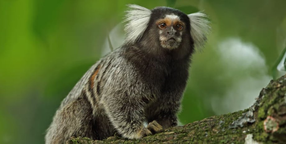 макака, макаки общение, макаки имена