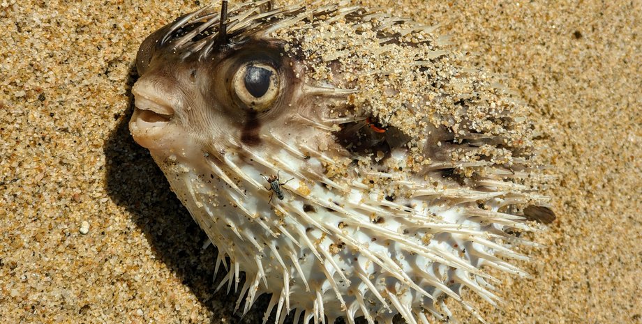 афродизиаки, скелезубовые как афродизиак, древняя японская культура, фугу, тетродотоксин, кулинарный ритуал, романтические традиции, токсичная репутация, чувственная сила, опасное потребление, история