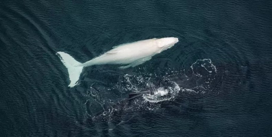 Белый кит у берега Коста-Рики. Детеныш горбатого кита-альбиноса. белый кит фото,