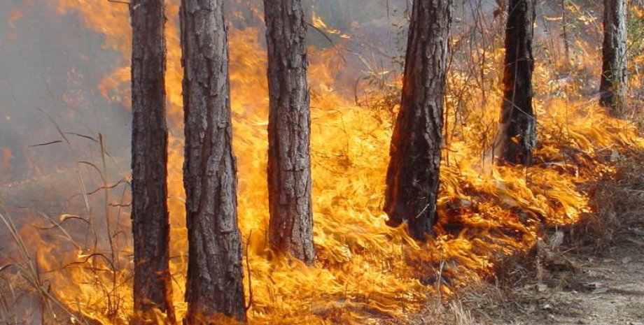 Лесной пожар / Фото: http://19x20.ru