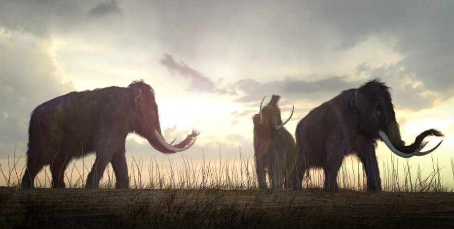 мамонти, археологія, кістки, дослідження, древні люди