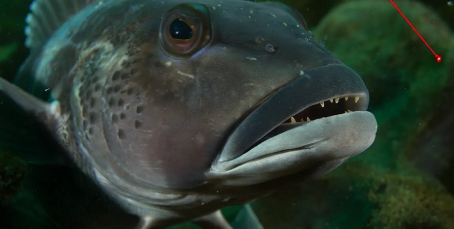 голубая треска, треска лазер