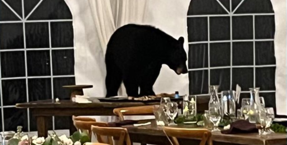 Ведмідь увірвався на весілля, весілля, весільна церемонія, весільний прийом, вечеря, десертний стіл, застрибнув на стіл, з'їв усе