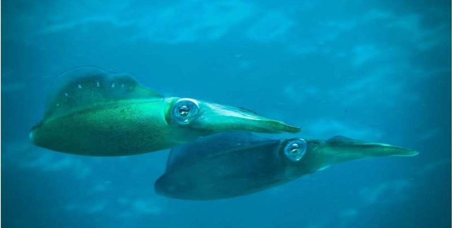 кальмары, кальмары маскировка, маскировка кальмары