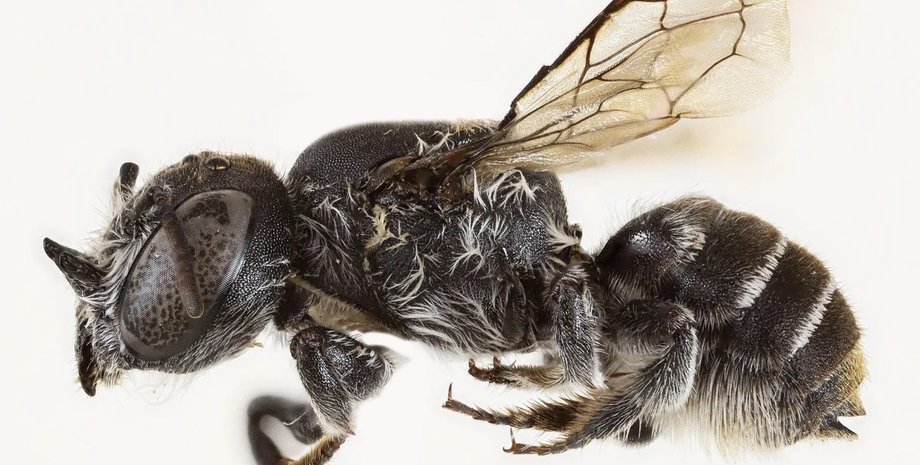 пчела люцифер