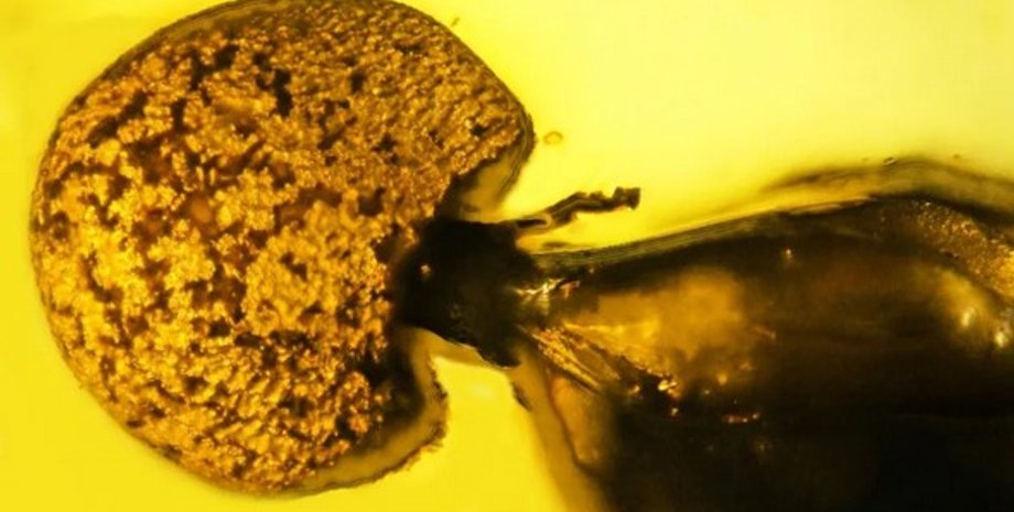 Гриб-паразит