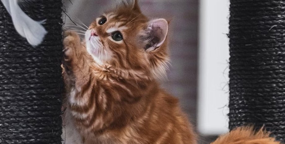 кошки, кошки царапание