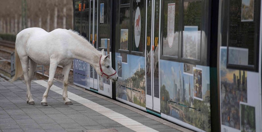 кінь Дженні у Франкфурті