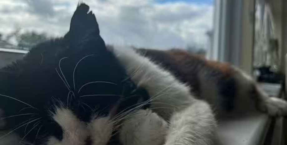 Избили кота, кот, избили кошку, домашнее животное, живодеры, били и пинали, поломали ребра, приют, расследование