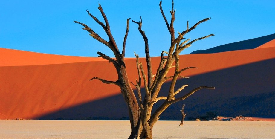 засуха растения