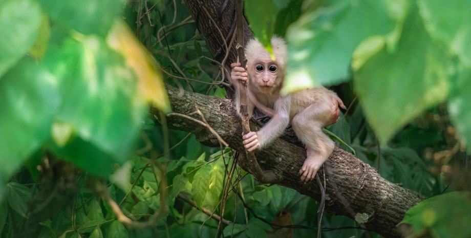 макака мавпа, примат, джунглі, тварина