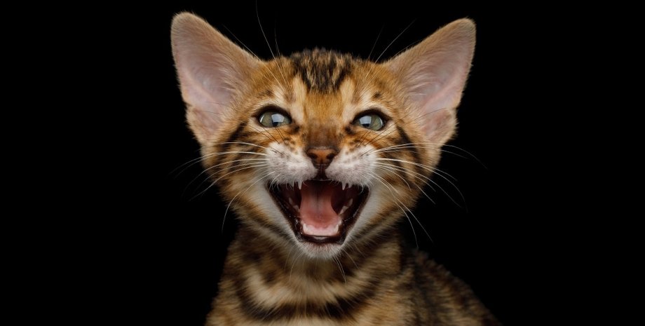 Почему кошка кричит: 5 причин