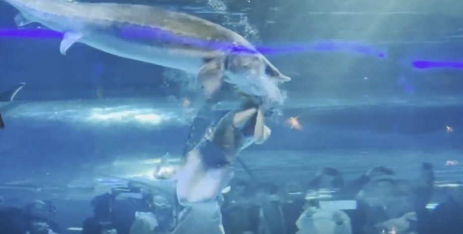 нападение на русалку, русалка, нападение рыбы