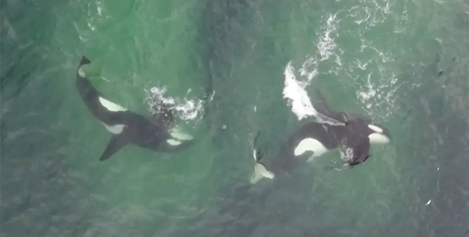 океан косатки охотятся на сельдь