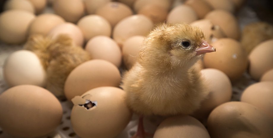 Фото: РИА Новости