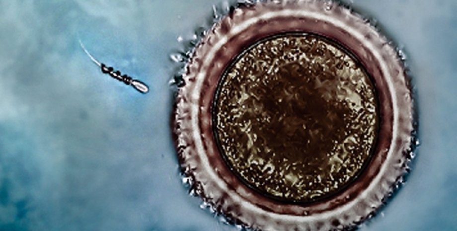 Спиральный двигатель доставляет сперматозоид к яйцеклетке / Фото: Nano Letters