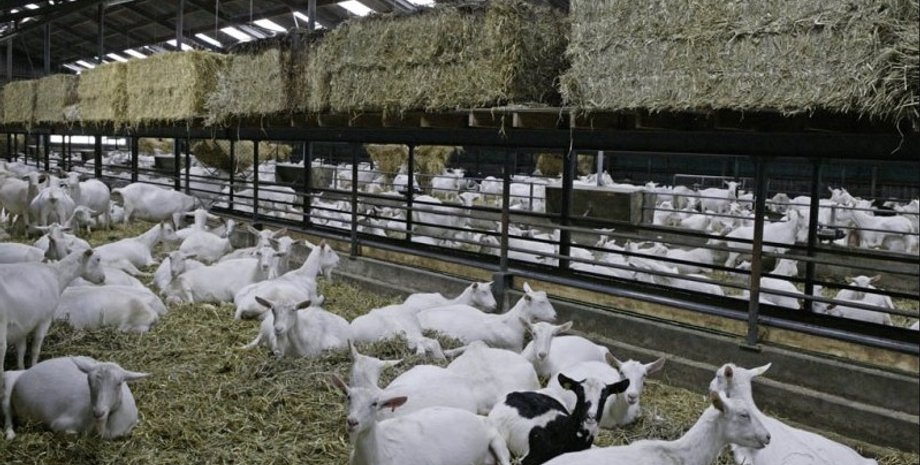 козьи фермы, Нидерланды