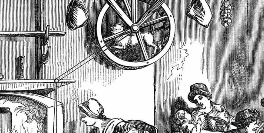 вертельная собака, породы собак, исчезнувшие породы собак, редкие породы собак, собаки, домашние собаки