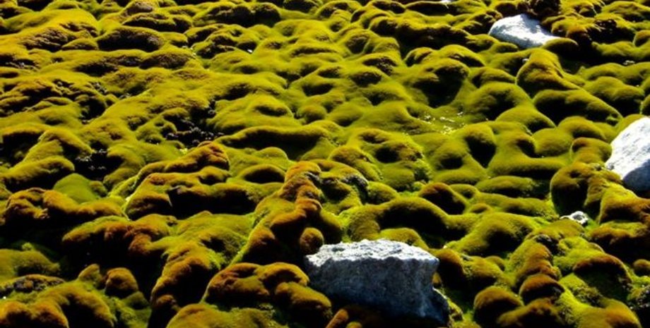 Заросли мха возле  австралийской полярной станции Кейси. Фото: UNIVERSITY OF WOLLONGONG