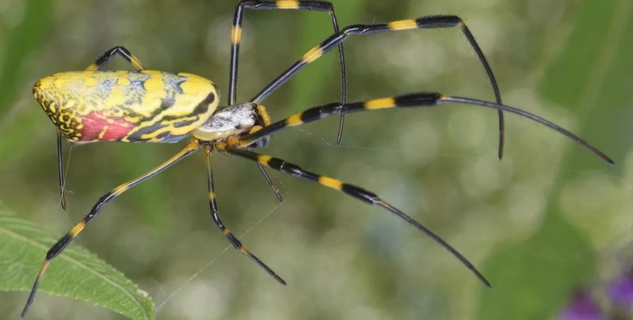 павук, великий павук