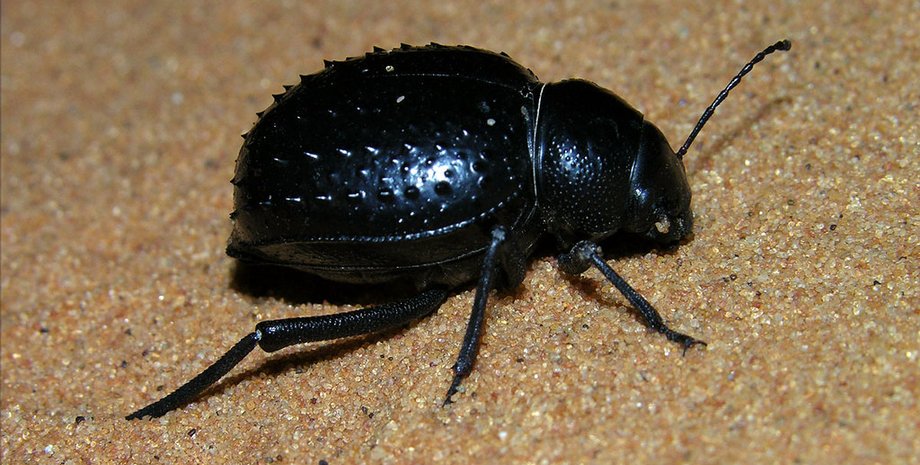 жук-чорнотілка, пісок, фото